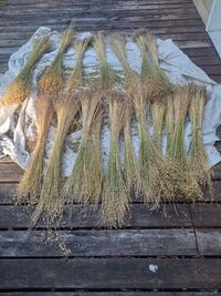 Flax drying x.jpg